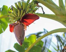 Jantung Pisang Tanduk Untuk Apa